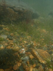 Zostera muelleri