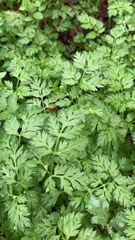 Torilis nodosa