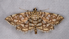 Lygropia rivulalis