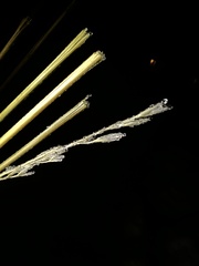 Thinopyrum intermedium