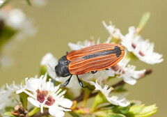 Castiarina erythroptera
