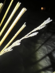 Thinopyrum intermedium