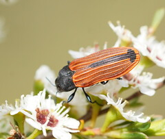 Castiarina erythroptera