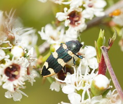 Castiarina interstitialis