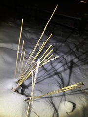 Thinopyrum intermedium