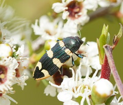 Castiarina interstitialis