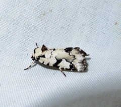 Emarginea percara