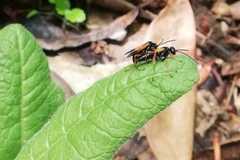 Priocnemis conformis