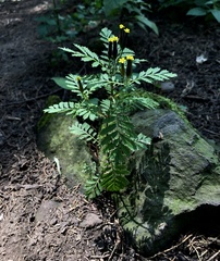 Tagetes foetidissima