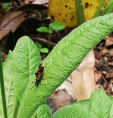 Priocnemis conformis