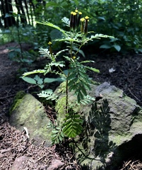 Tagetes foetidissima