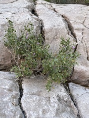 Carlowrightia serpyllifolia