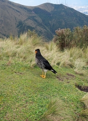 Daptrius carunculatus