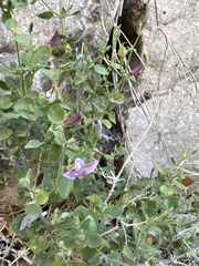 Carlowrightia serpyllifolia