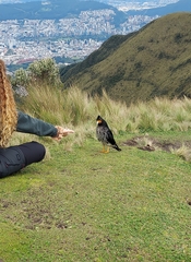 Daptrius carunculatus