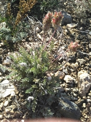 Oxytropis selengensis