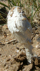 Podaxis