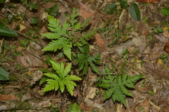 Doryopteris concolor