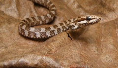 Mastigodryas boddaerti