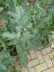 Papaver