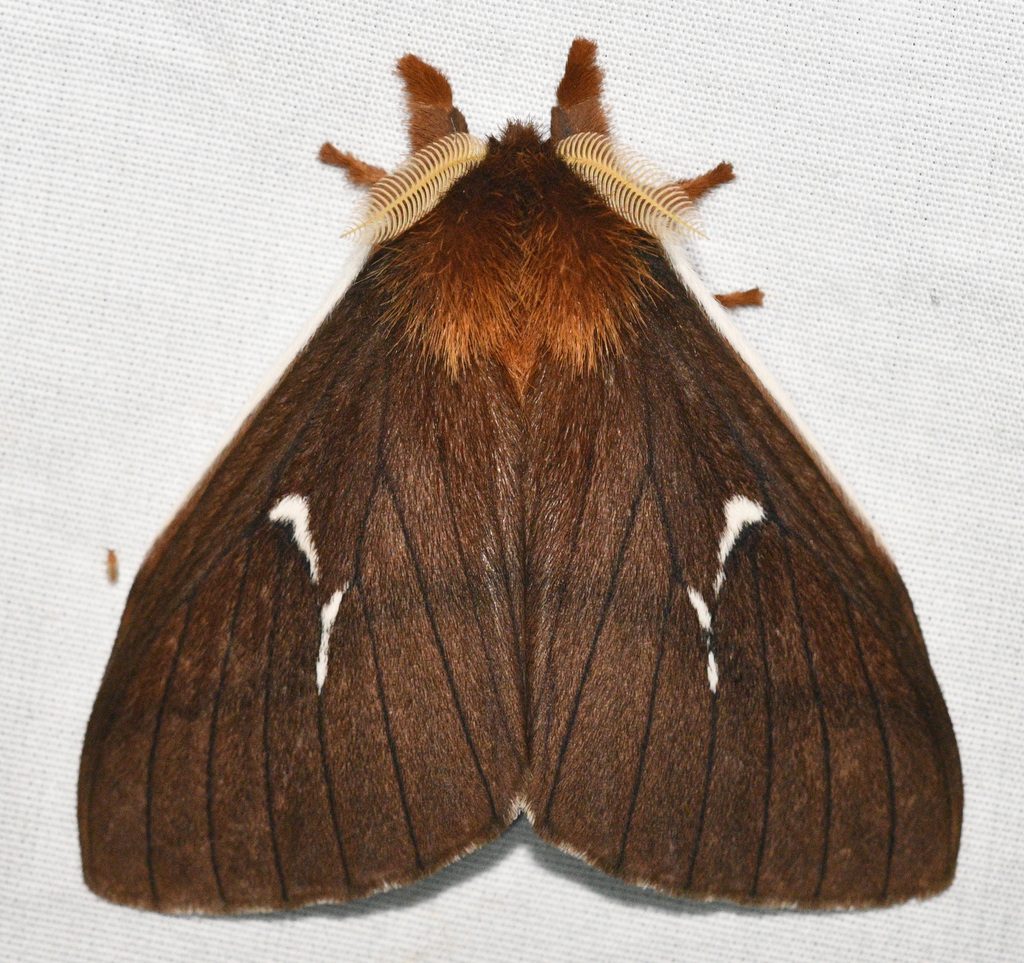Cerodirphia porioni