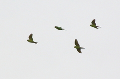 Psittacara holochlorus