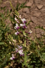 Astragalus looseri