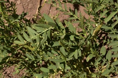 Astragalus looseri