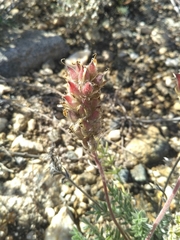 Oxytropis selengensis