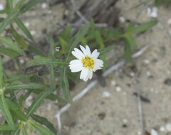 Melampodium cinereum