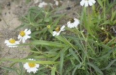 Melampodium cinereum