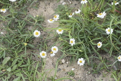 Melampodium cinereum