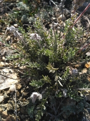 Oxytropis selengensis