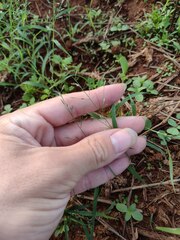 Eragrostis barrelieri