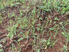 Eragrostis barrelieri