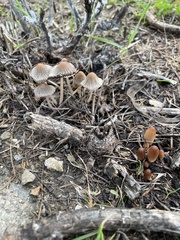 Coprinus