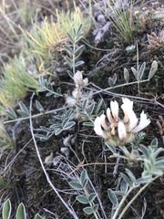 Astragalus lupulinus