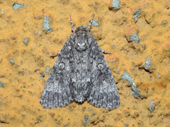 Acronicta megacephala