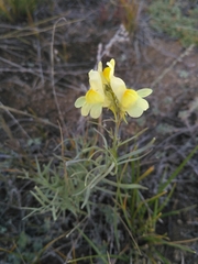 Linaria buriatica