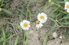 Melampodium cinereum