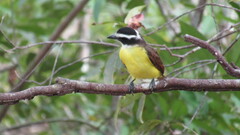 Pitangus sulphuratus