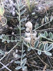 Astragalus lupulinus