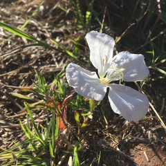 Oenothera tetraptera