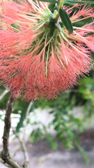 Calliandra haematocephala