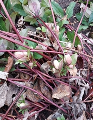 Helleborus orientalis