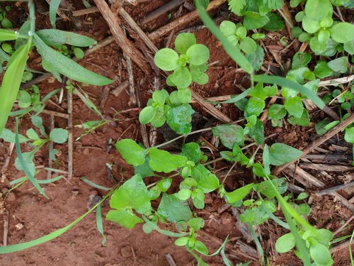 Calyptocarpus vialis observed 2022-12-28