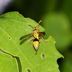 Ropalidia romandi