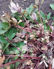 Helleborus orientalis