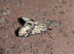 Noctueliopsis