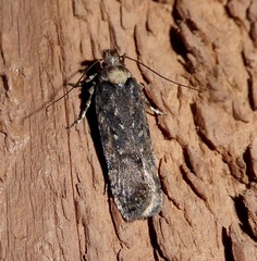 Gelechiini